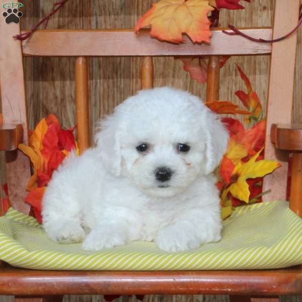 Mikey, Bichon Frise Puppy